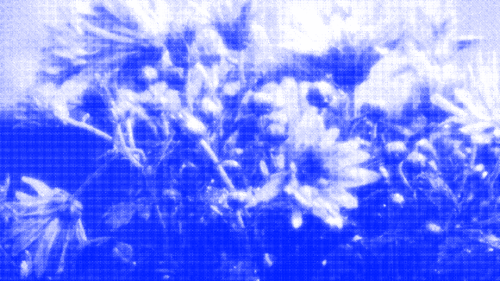 Overlay Kontakt Nektar