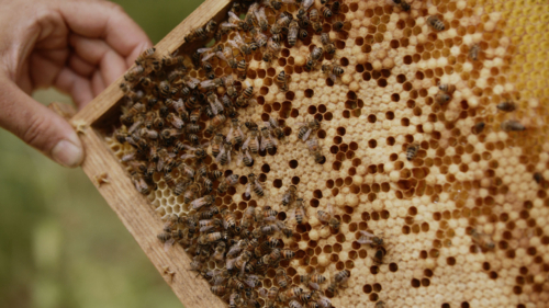 Moevenpick Swiss Honey Almond Nektar Still 02