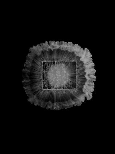 Leo Graf Nektar Feed 4