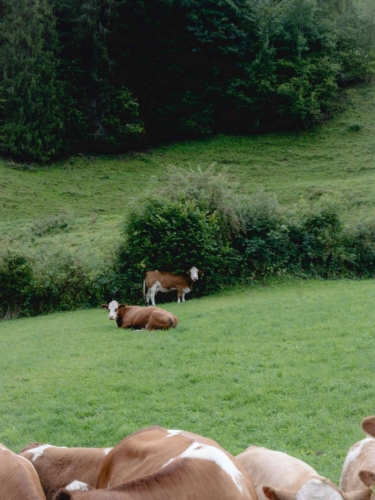 Selina Seibel Nektar 19 min